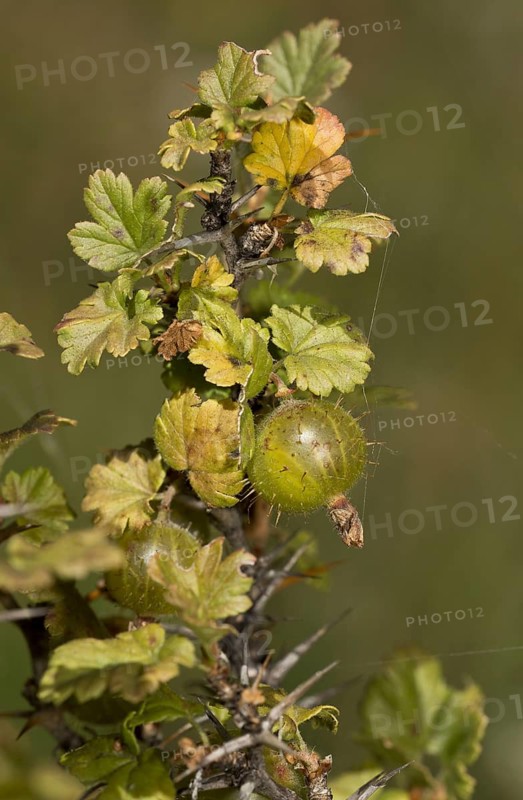 Wild Gooseberry