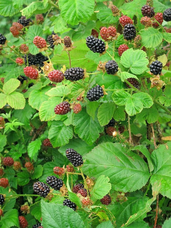 Bramble