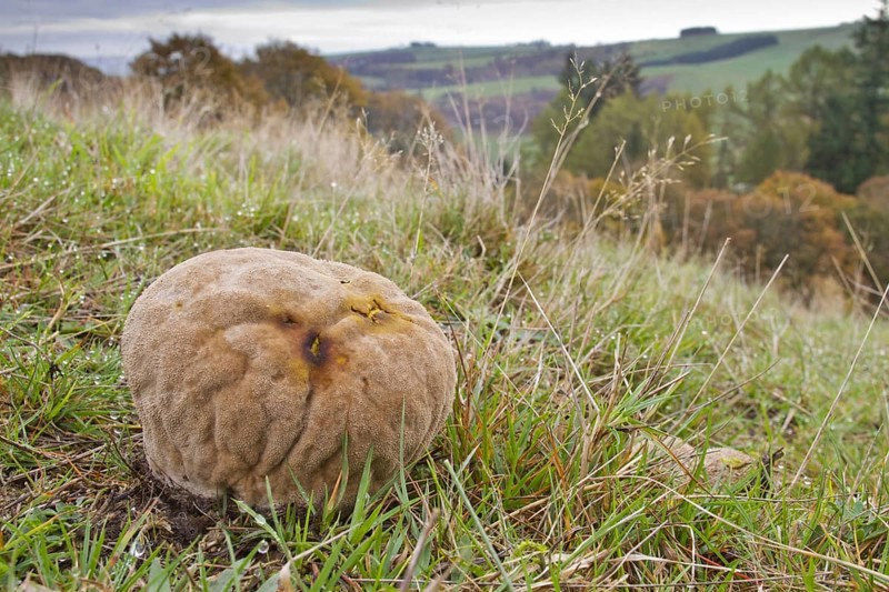 Lycoperdon caelatum