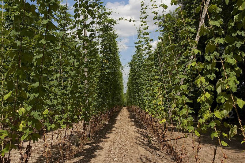 Common hop