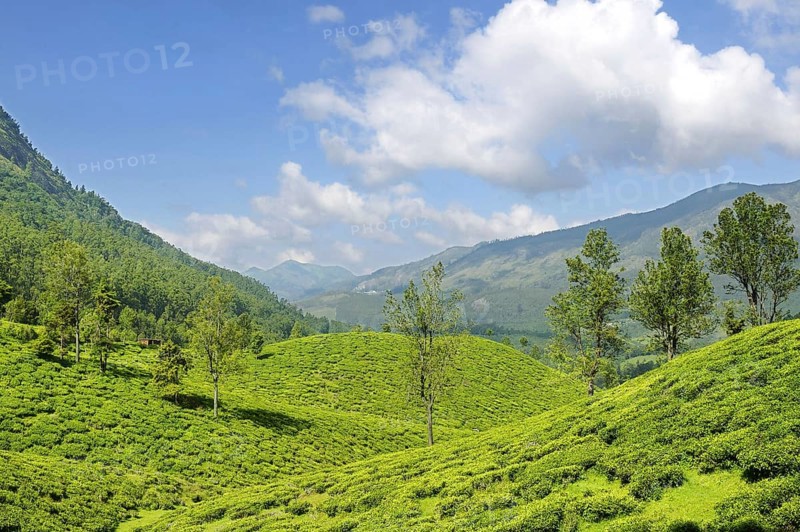 Tea plant