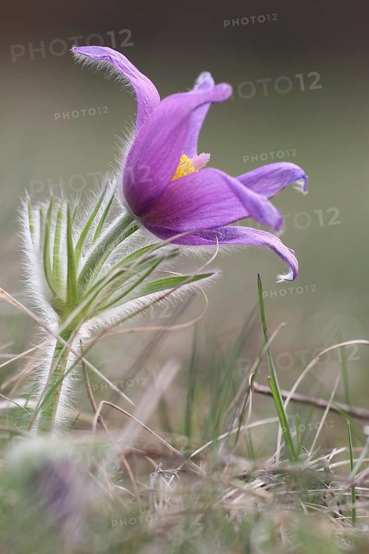 Common pasque flower
