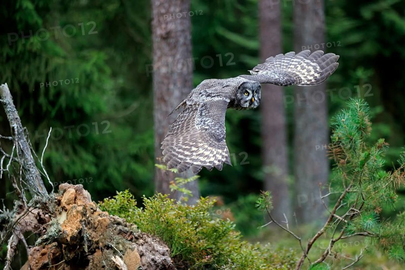 Great Grey Owl