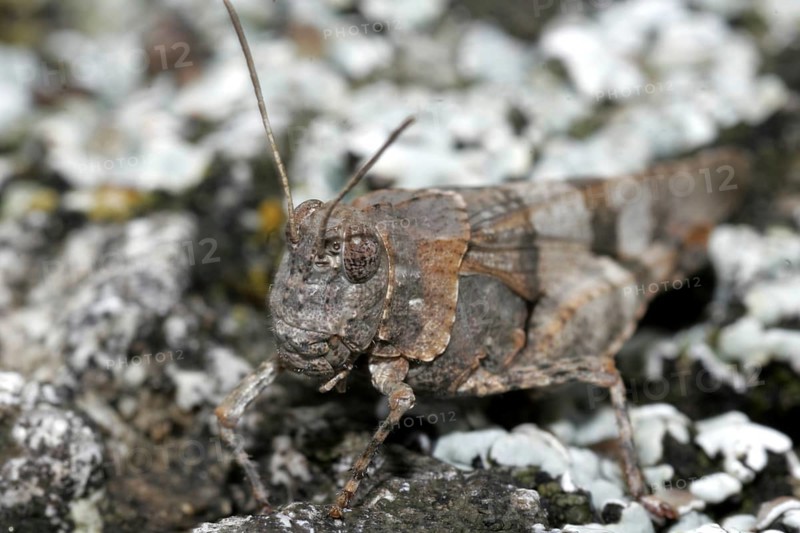 Blue-winged Grasshopper