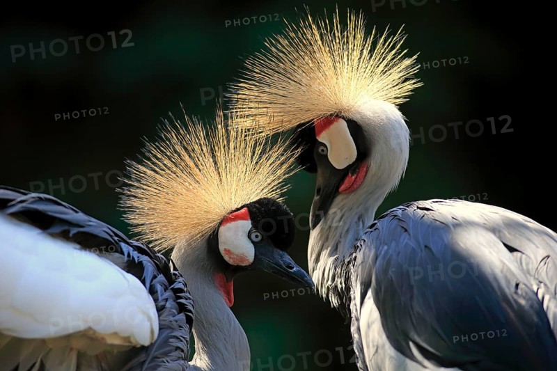 Crowned Crane