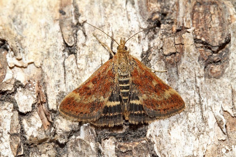 Olive brown borer