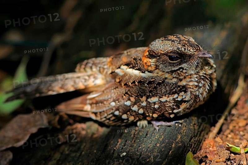White-tailed Nightjar