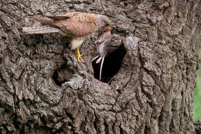 Kestrel