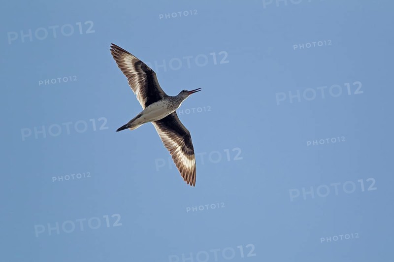 Willet