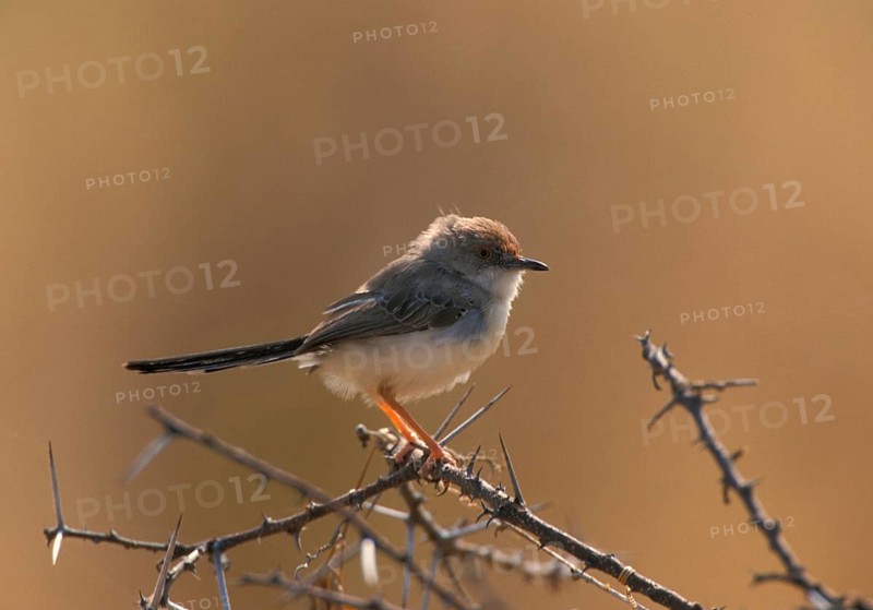 Red-fronted Warbler