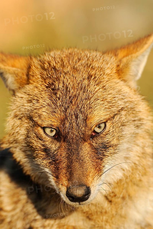 Golden Jackal