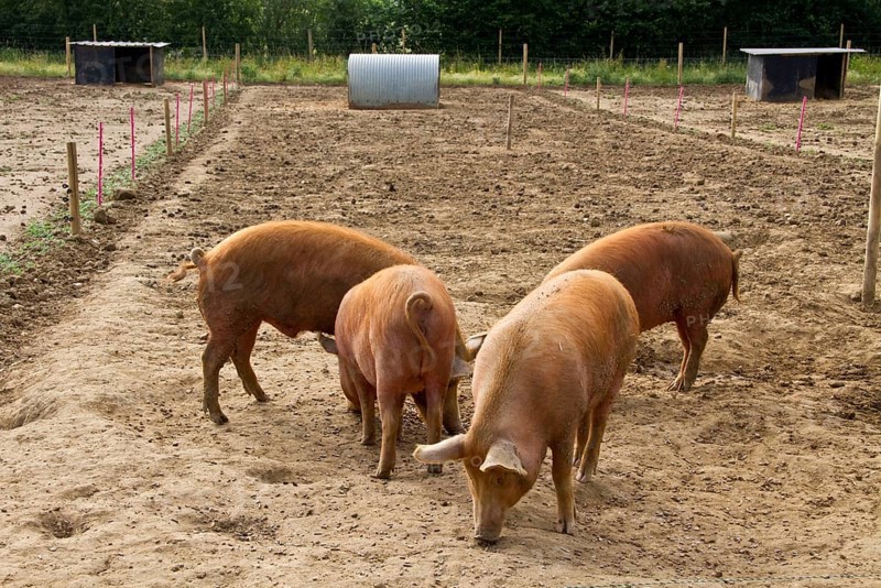 Tamworth pigs feeding on pignuts