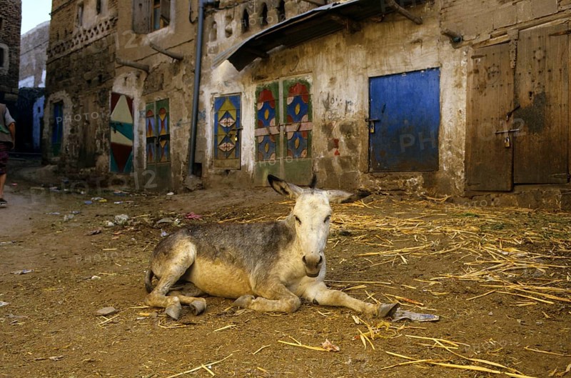 Donkey Old donkey in Sana'a