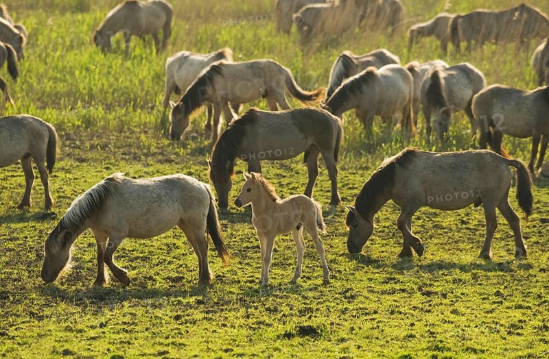 Konik domestic stallion