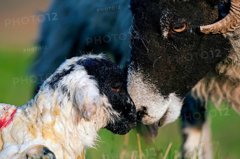 Domestic Sheep