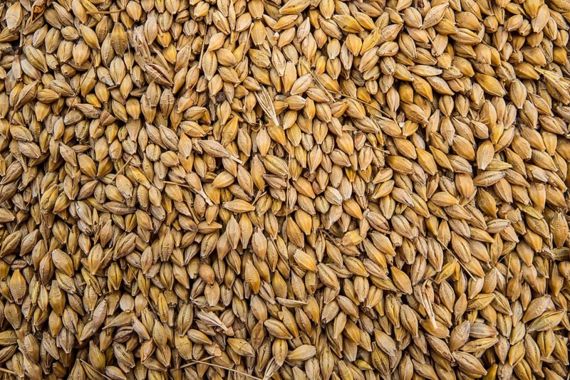 Barley