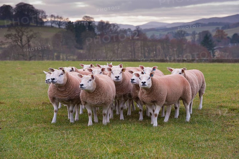 Domestic Sheep