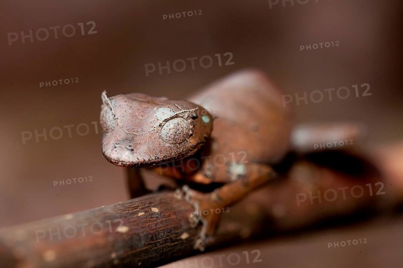 Fantastic Leaf-tailed Gecko