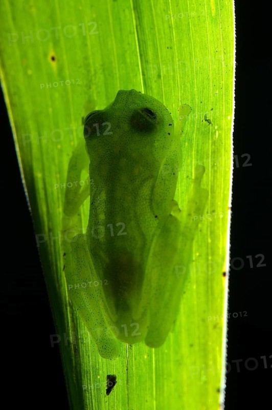 Glass frog