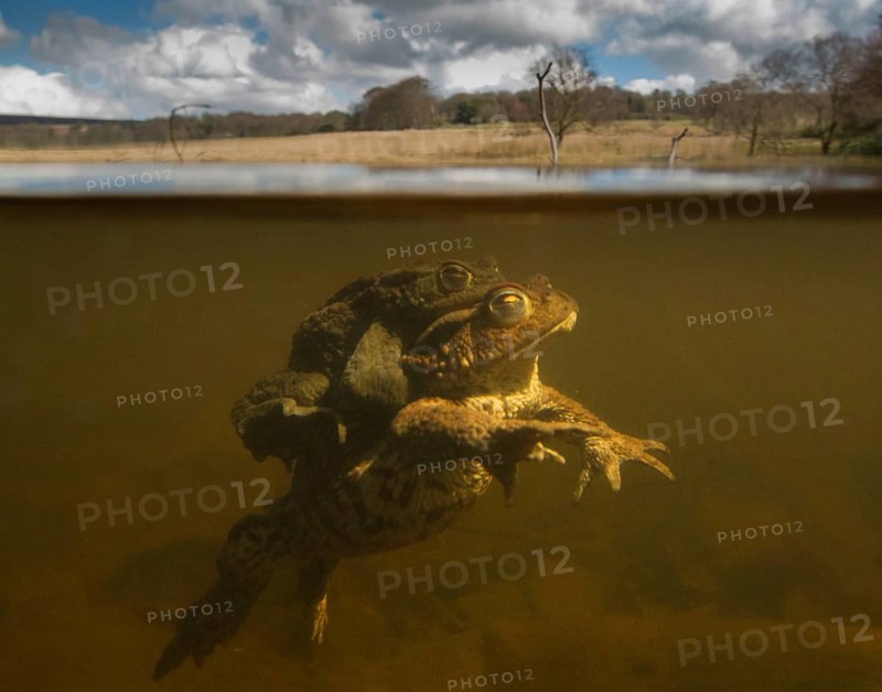 Common Toad