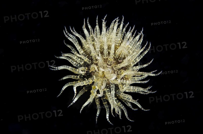 Free-swimming anemone