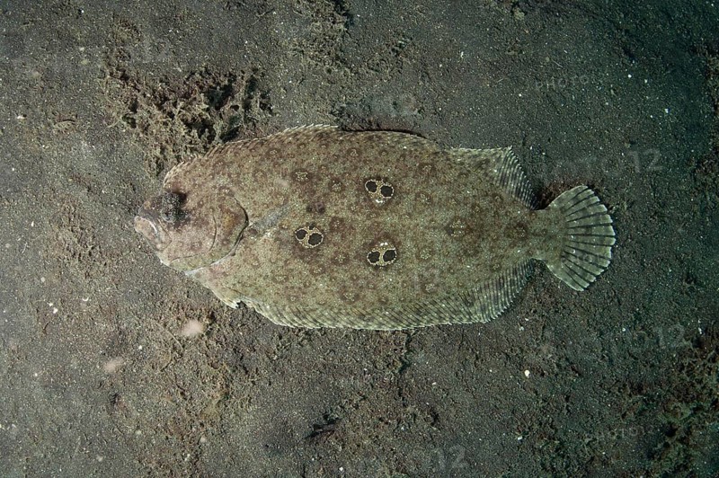 Ocellated Flounder