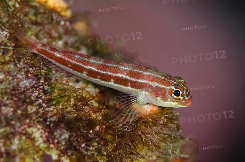 Striped Triplefin