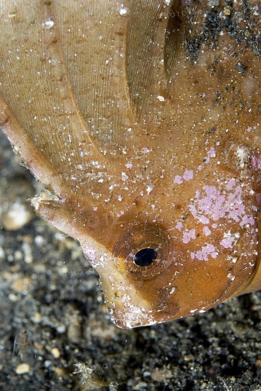 Cockatoo Leaffish