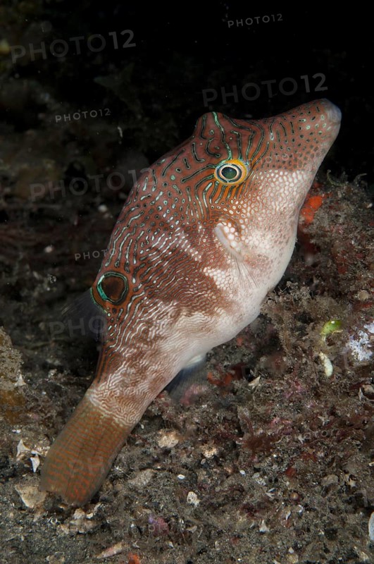 Maze Tip Pufferfish