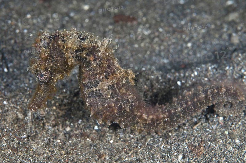 Moluccan Seahorse