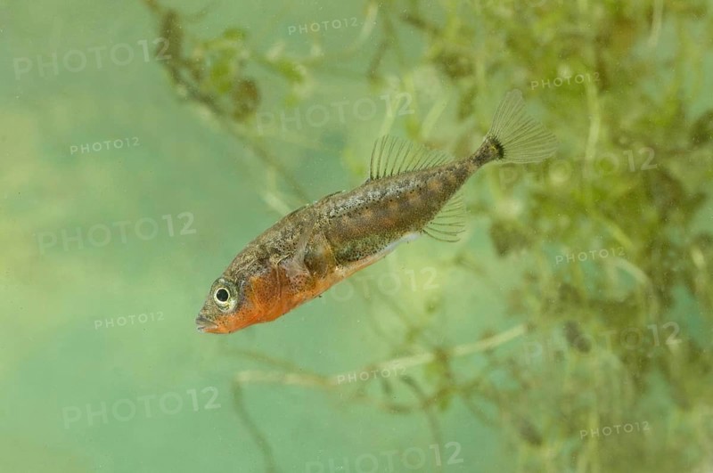 Three-spined Stickleback