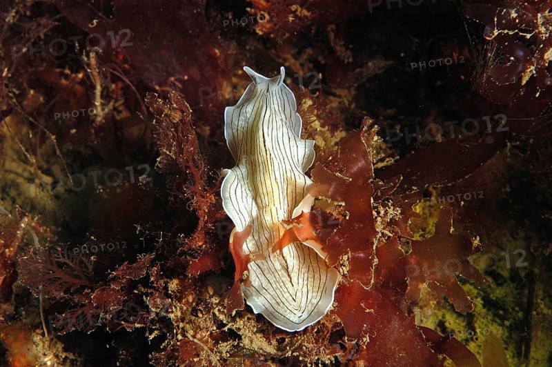 Candied candy striped flatworm