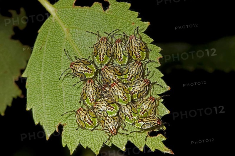 Spotted breeding bug