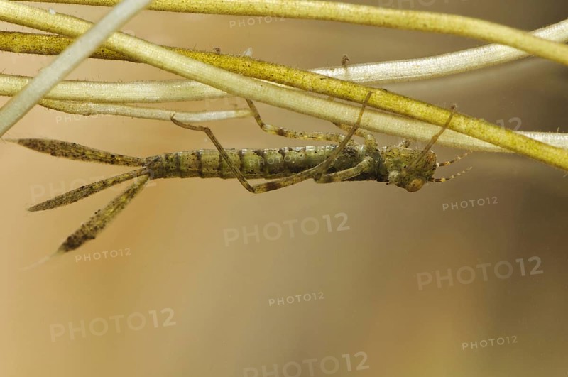 Blue-tailed damselfly
