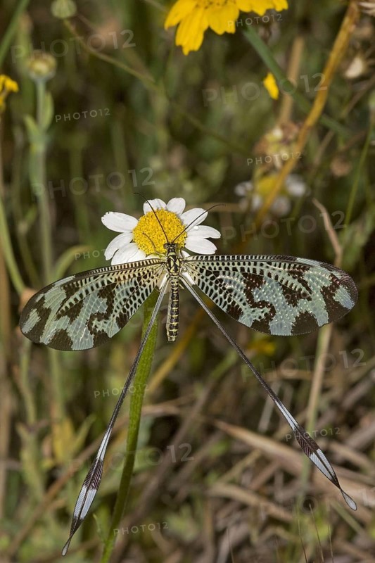 Thread Lacewing