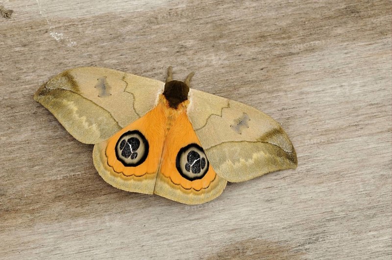 Saturniidae