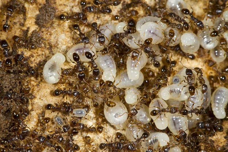 Pavement ant