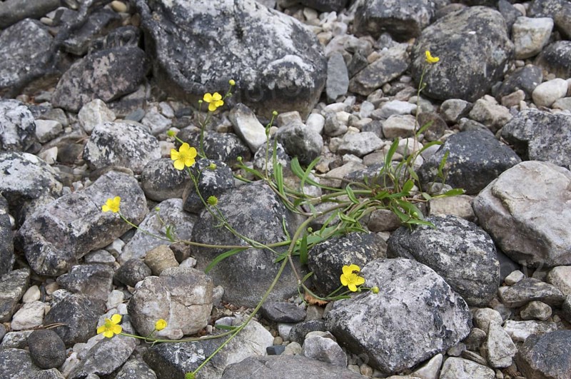 Lesser Spearwort