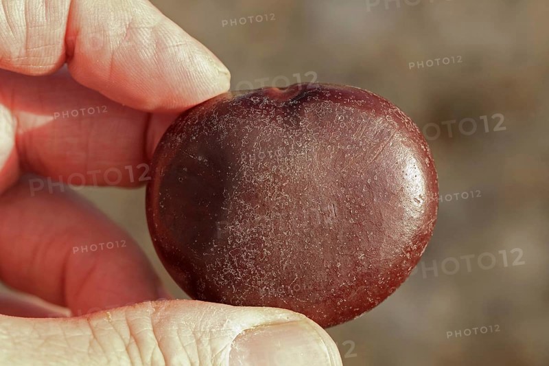 Sea Bean