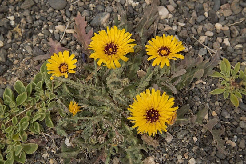 False false sowthistle