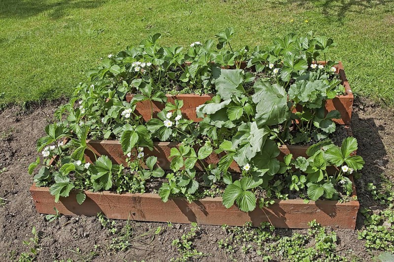 Growing strawberries