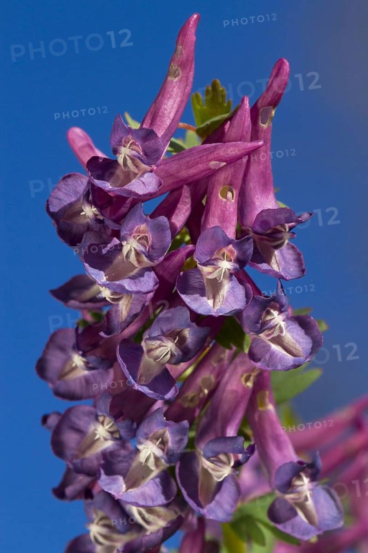 (Corydalis bulbosa), Corydalis cava, Bulbous Corydalis close-up of Ariege Pyrenees, Midi-Pyrenees, France, Europe