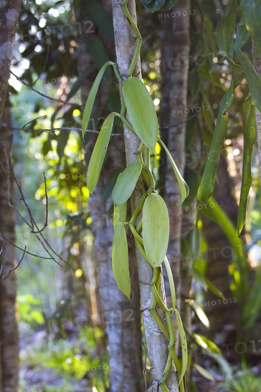 Vanilla vine grows as host plant
