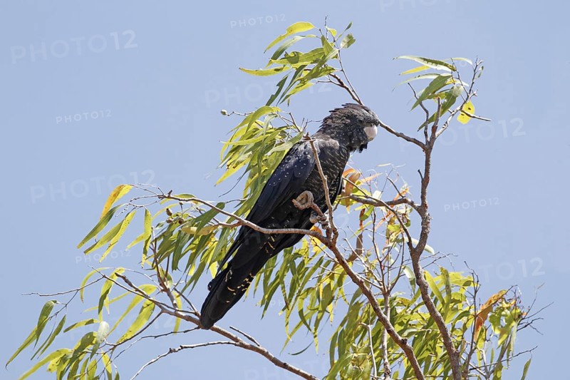 Red-tailed black cockatoo