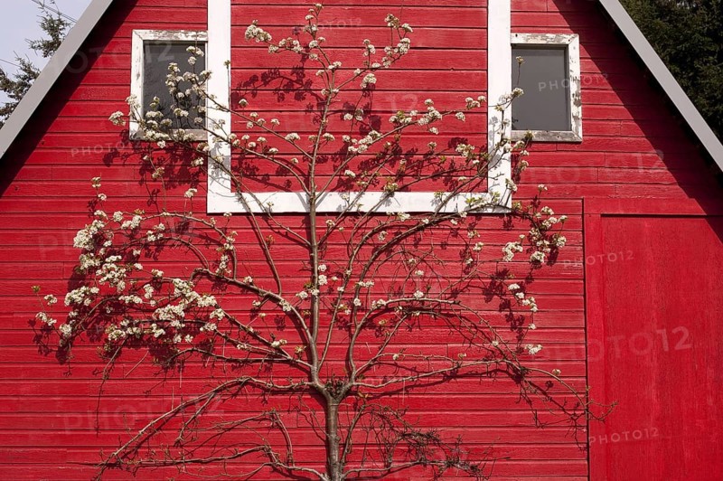 Flowering european pear