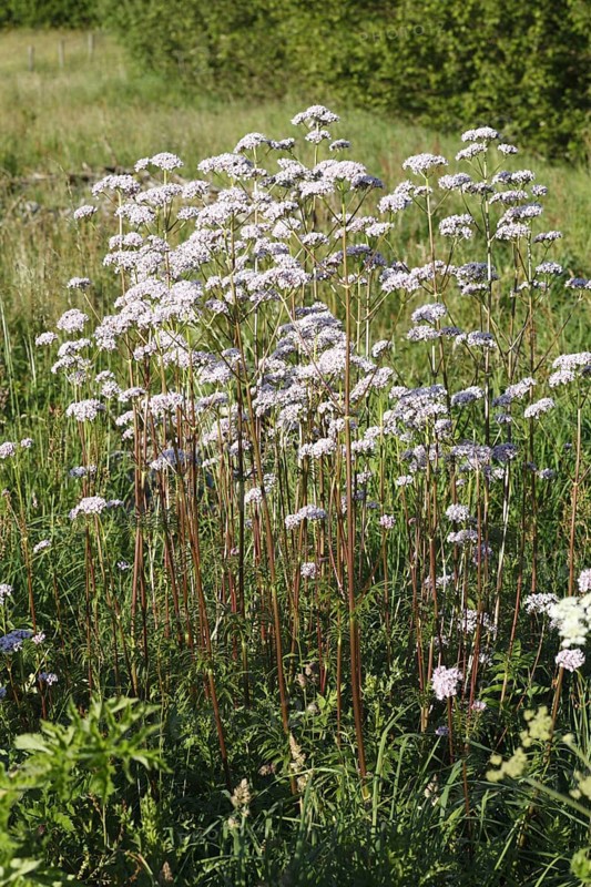 Flowering valerian