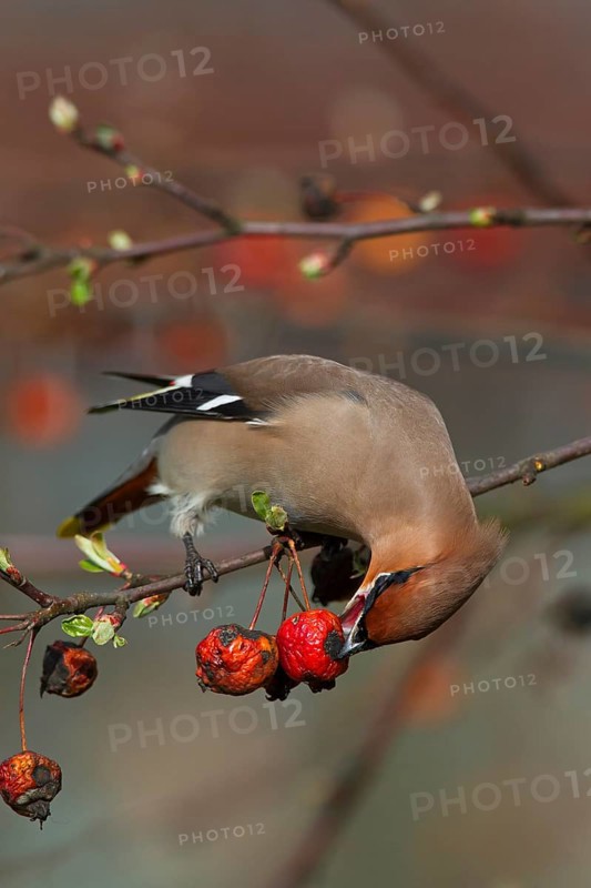 Bohemian waxwing