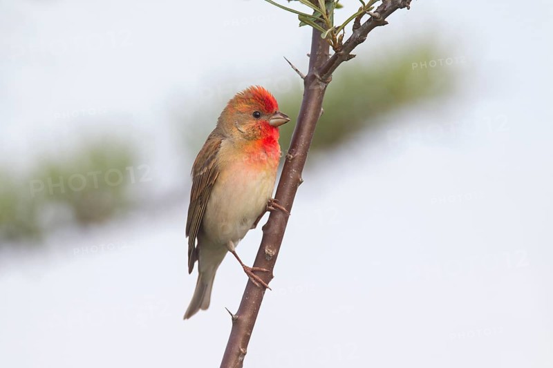 Common rosefinch