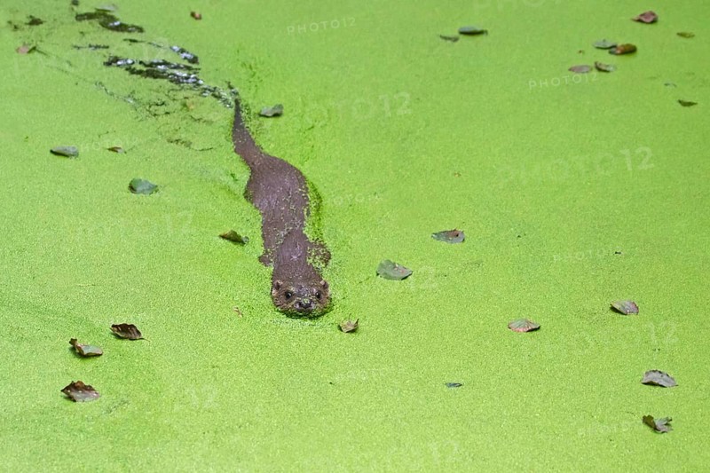European european otter