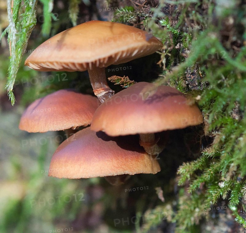 Tuberous-leaved mushroom